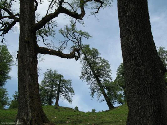 اثر طبیعی ملی خشکه‌داران